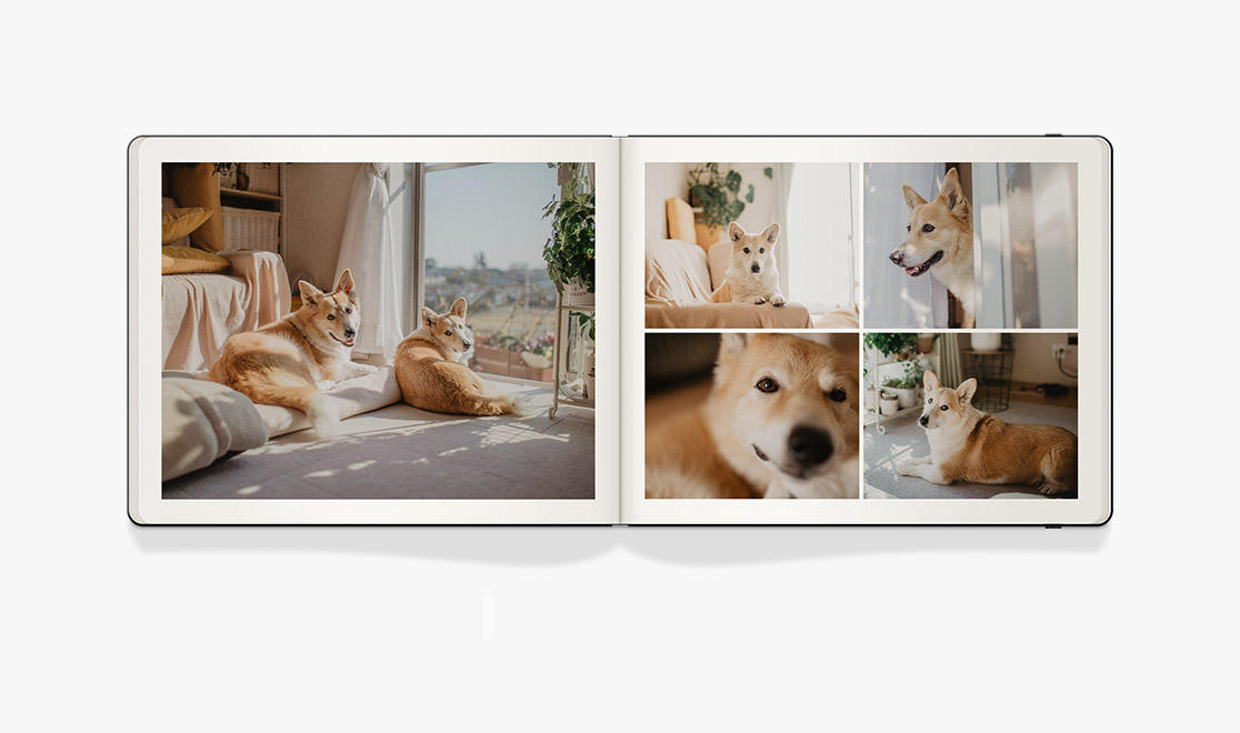 Square black Moleskine photo book with pictures of two corgi dogs together in grass and lying in living room under bright sunlight